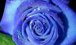 蓝色妖姬爆料完整视频大全,完整视频大全幕后故事大公开